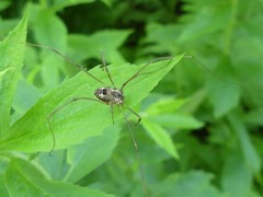 Leiobunum calcar