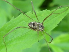 Leiobunum calcar