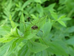 Leiobunum calcar
