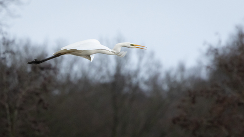 Great Egret, Vriezenveen, Netherlands, photo 10 of 10