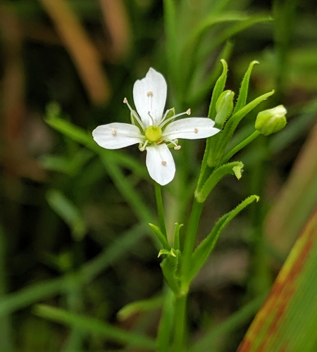 Image of Arenaria paludicola by no rights reserved