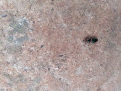 Nitidolimonius resplendens