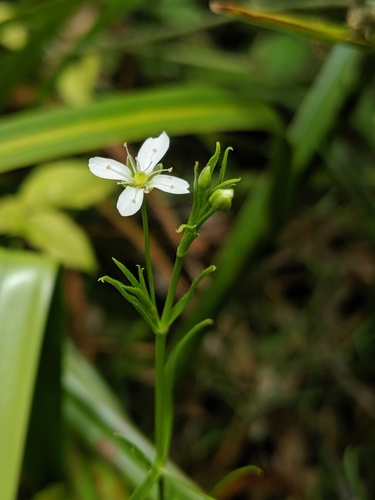 Image of Arenaria paludicola by no rights reserved