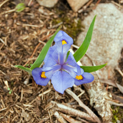 Iris verna