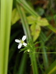 Arenaria paludicola