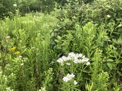 Poecilopompilus algidus algidus