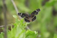 Chlosyne lacinia crocale