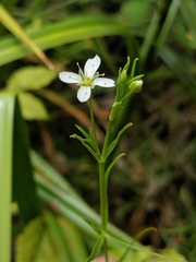 Arenaria paludicola