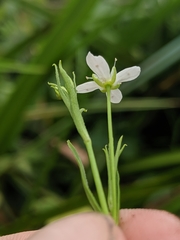 Arenaria paludicola