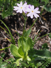 Primula algida