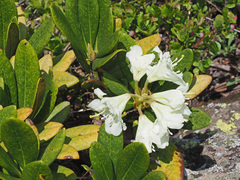 Rhododendron caucasicum