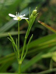 Arenaria paludicola