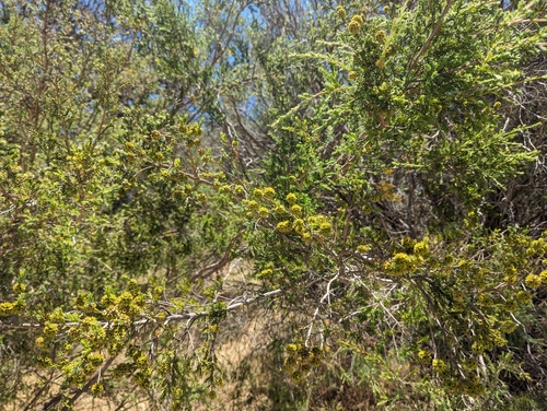 Image of Kunzea glabrescens by (c) Caleb Catto, some rights reserved (CC BY)