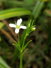Arenaria paludicola