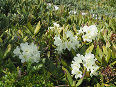 Rhododendron caucasicum