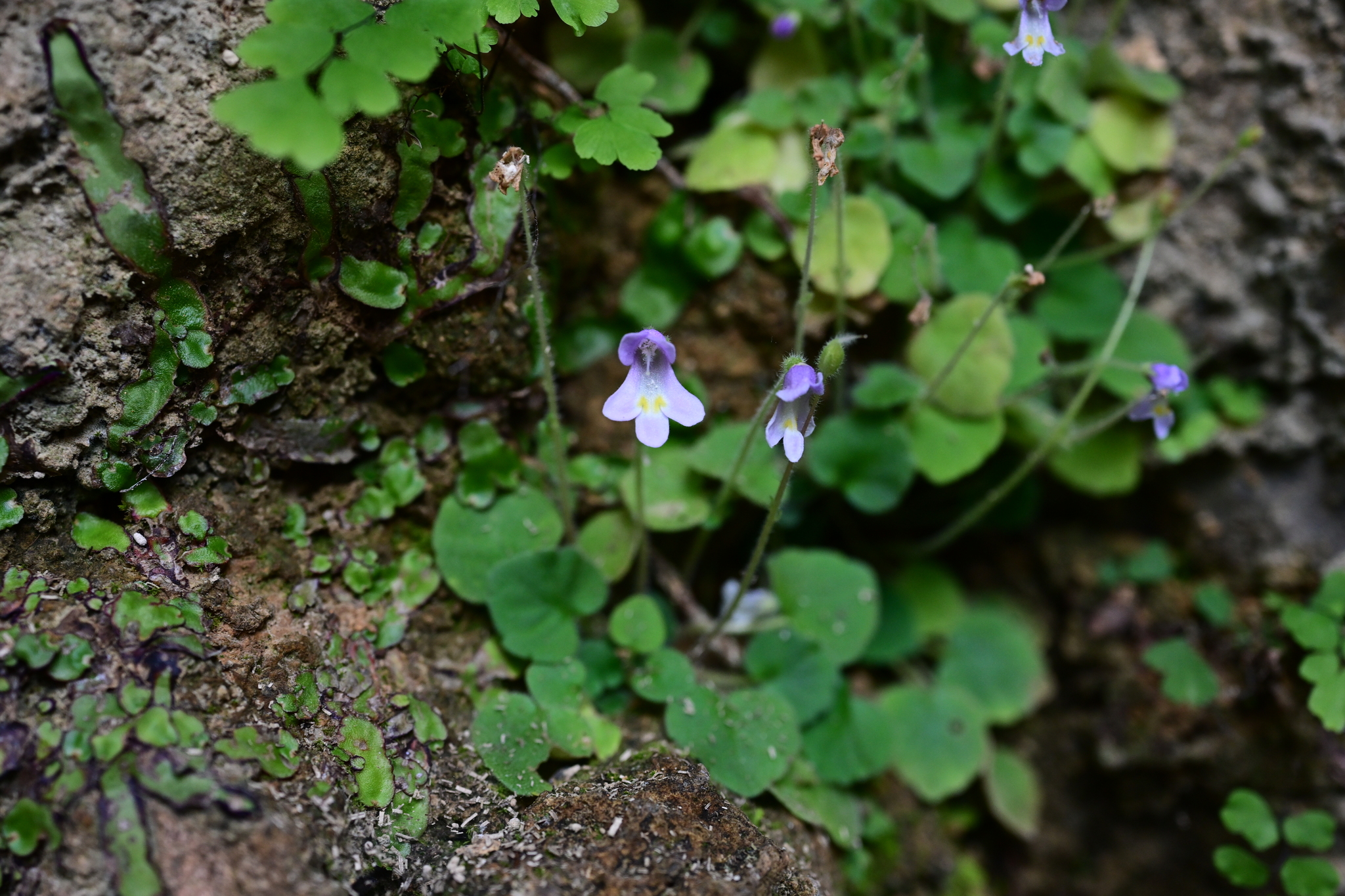 Petrocosmea barbata