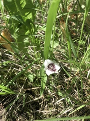Calochortus elegans