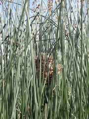 Cistothorus palustris