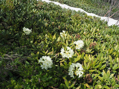 Rhododendron caucasicum