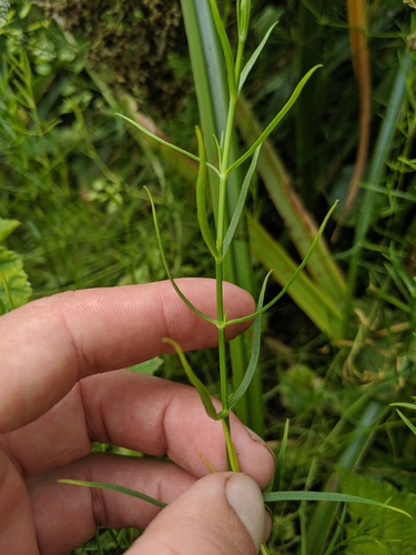 Image of Arenaria paludicola by no rights reserved