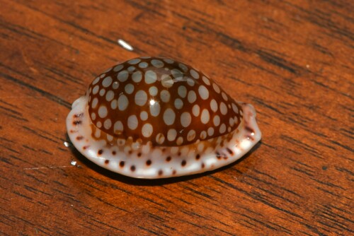 Cribrarula esontropia observed 2024-12-22