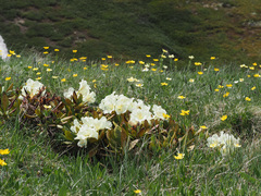Rhododendron caucasicum