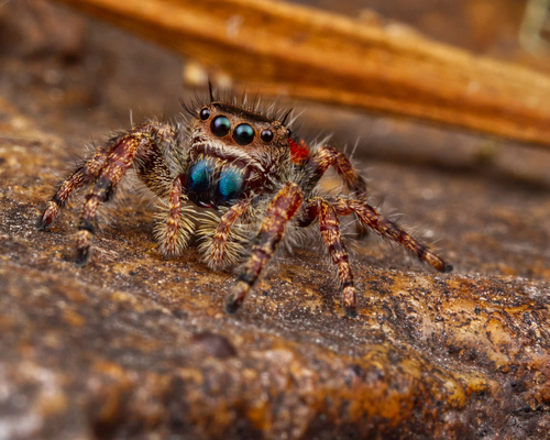 Grayish Jumping Spider photo 5