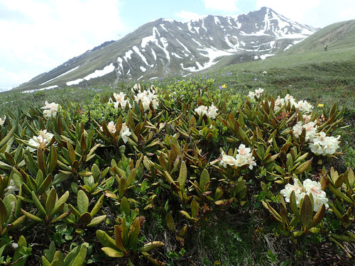 Georgian Snow Rose