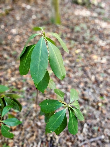 Image of Illicium floridanum by (c) Shawn Harris, some rights reserved (CC BY)