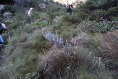 Amphithalea imbricata