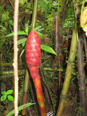 Costus plowmanii