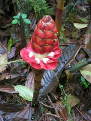 Costus plowmanii