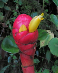 Costus plowmanii