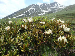 Rhododendron caucasicum
