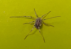 Odiellus