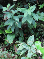 Costus plowmanii
