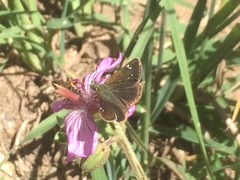 Piruna pirus