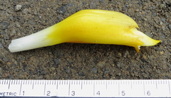 Costus plowmanii