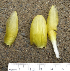 Costus plowmanii