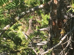 Dendragapus obscurus