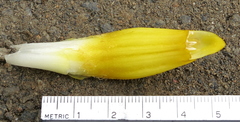 Costus plowmanii