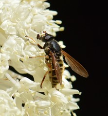 Hadromyia aldrichi