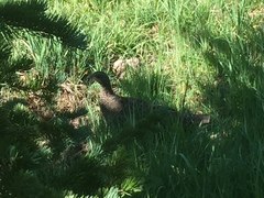 Dendragapus obscurus