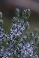 Amphithalea imbricata