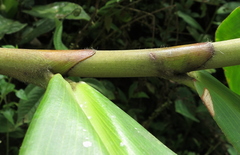 Costus plowmanii
