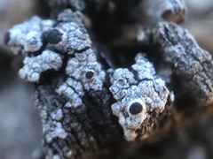 Pseudothelomma occidentale