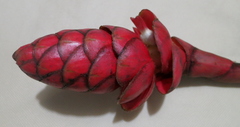 Costus plowmanii