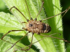 Leiobunum calcar