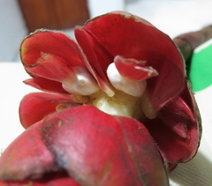 Costus plowmanii