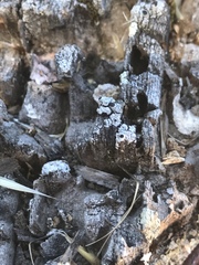 Pseudothelomma occidentale